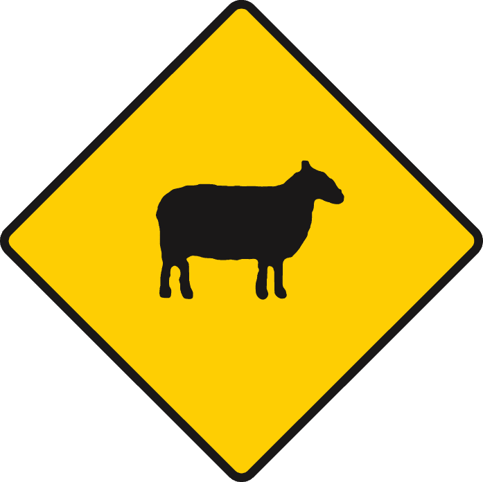 Sheep